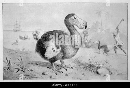 Dodo disparu Animaux Banque D'Images