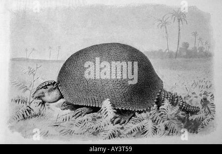 Glyptodon Asper Banque D'Images