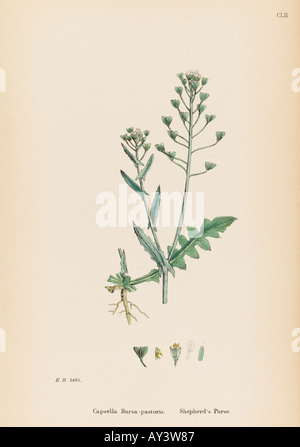 Capsella bursa Pastoris Banque D'Images