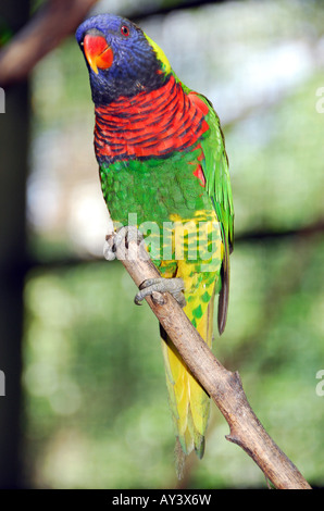 Portrait de multi-couleur Rainbow Lorikeet Lori () perché sur une branche d'arbre (Trichoglossus haematodus moluccanus) Banque D'Images