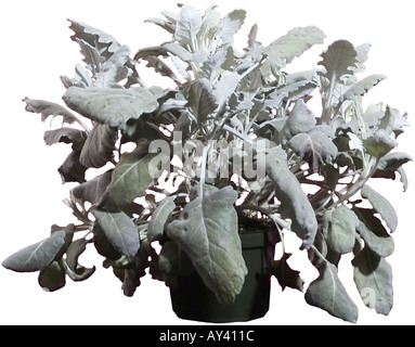 Dusty Miller absinthe Banque D'Images