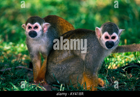 Singe écureuil Saimiri sciureus AMAZON RAINFOREST AMAZONAS BRÉSIL MAZON AMAZONAS amazonienne, nord-américain animal animaux anth Banque D'Images