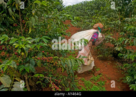 Afrique Kenya Ruira Monsieur Elderly Woman picking au cours de la récolte de café Arabica à Socfinafs plantation Oakland Estates Banque D'Images