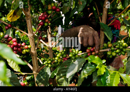 Afrique Kenya Ruira Monsieur Elderly Woman picking au cours de la récolte de café Arabica à Socfinafs plantation Oakland Estates Banque D'Images