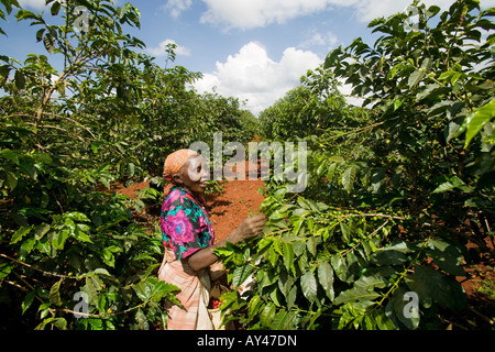 Afrique Kenya Ruira Monsieur Elderly Woman picking au cours de la récolte de café Arabica à Socfinafs plantation Oakland Estates Banque D'Images