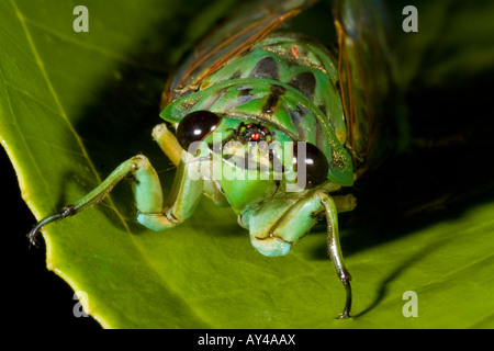 Cicala Cigale sp foresta forêt tropicale pluviale Costarica costa pacifica Costa Rica Banque D'Images