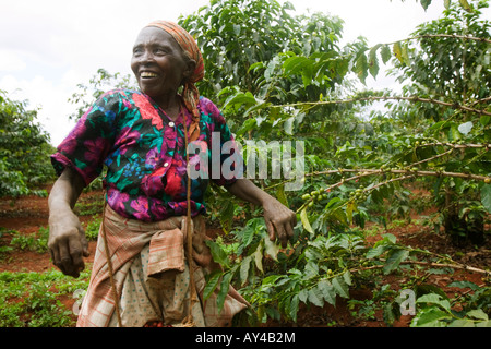 Afrique Kenya Ruira Monsieur Elderly Woman picking au cours de la récolte de café Arabica à Socfinafs plantation Oakland Estates Banque D'Images