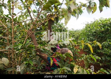 Afrique Kenya Ruira Monsieur Elderly Woman picking au cours de la récolte de café Arabica à Socfinafs plantation Oakland Estates Banque D'Images