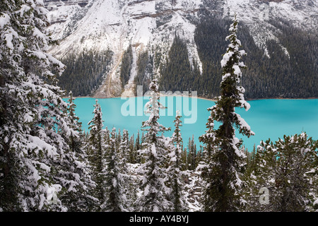 Des vues sur le Lac Peyto qui est colorée par le limon glaciaire dans les parcs nationaux de Banff / Jasper, Alberta, Canada Amérique du Nord Banque D'Images