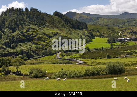 Des moutons paissant dans la vallée verte, Gorddinan gallois, Snowdonnia National Park, au nord du Pays de Galles Banque D'Images