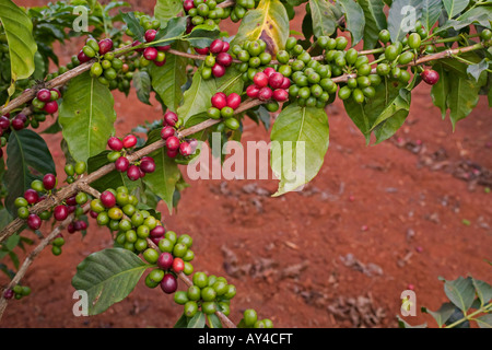 Afrique Kenya Ruira détail de café Arabica mûres poussant sur Socfinafs Oakland Estates coffee plantation Banque D'Images