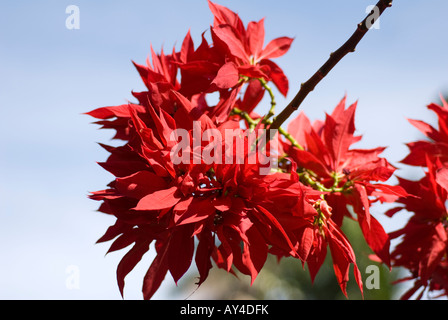 Étoile de Noël Banque D'Images