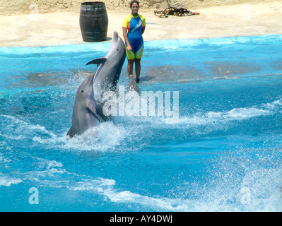 Spectacle de dauphins, Mundomar, Benidorm, Alicante Province, Espagne Banque D'Images