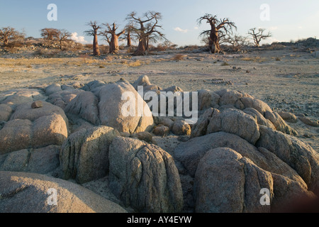 Afrique Botswana Setting sun lights Baobabs Adansonia digitata sur Kubu Island sur Makgadikgadi Pan en désert du Kalahari Banque D'Images