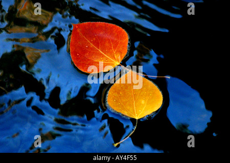 Aspen feuilles flottent dans un ruisseau Banque D'Images