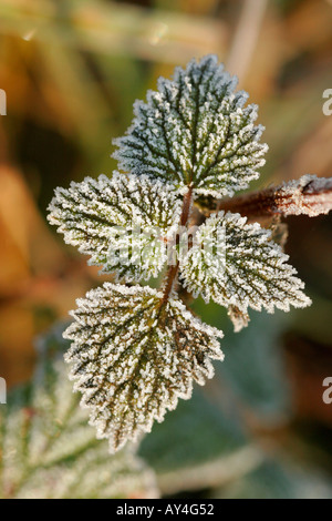 Enduit de gel Feuilles de mûres Rubus fruticosus Banque D'Images