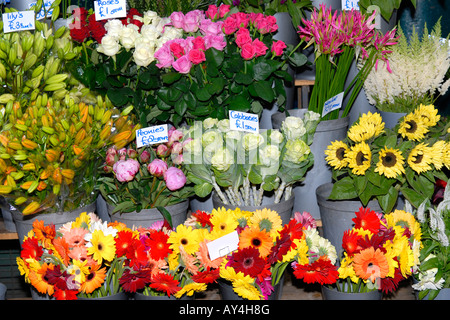 London Borough Market , les fleurs coupées avec décrochage lilies , roses , pivoines , choux , tournesols & navines Banque D'Images