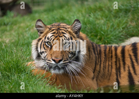 Une femelle tigre de Sumatra (Panthera tigris Sumatrae) résidents de la faune à la Fondation du patrimoine. Banque D'Images