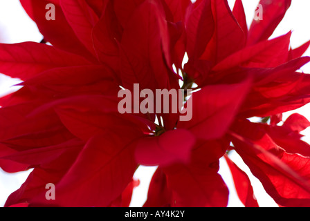 Étoile de Noël Banque D'Images