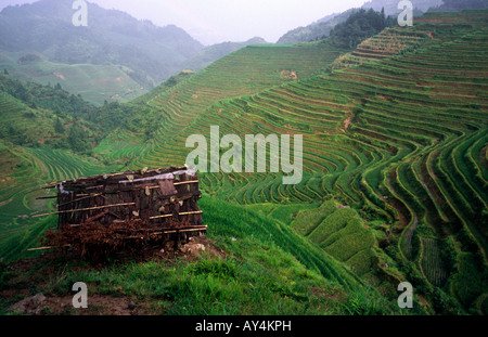 25 août 2006 - Le moins connu Jin Keng rizières en terrasse près de l'épine dorsale du dragon dans la province chinoise de Guangxi. Banque D'Images