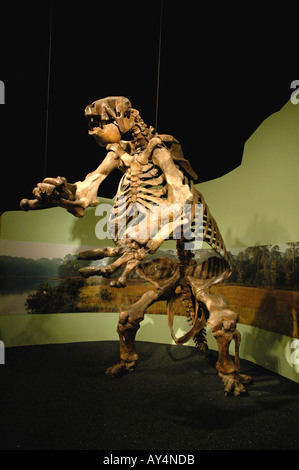 Uneau géant géant féroce mammifère fossile énorme Amérique du Musée des Arts et des Sciences. Daytona Florida Banque D'Images