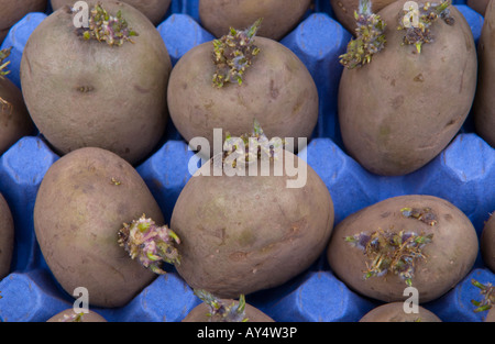 Maris Piper les plants de pommes de terre chitting dans un bac d'oeufs avant de les planter dans le jardin de légumes Banque D'Images