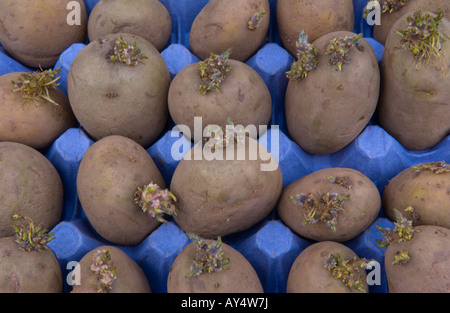 Maris Piper les plants de pommes de terre chitting dans un bac d'oeufs avant de les planter dans le jardin de légumes Banque D'Images