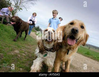 Cocker Anglais Golden Retriever et labrador chocolat Banque D'Images