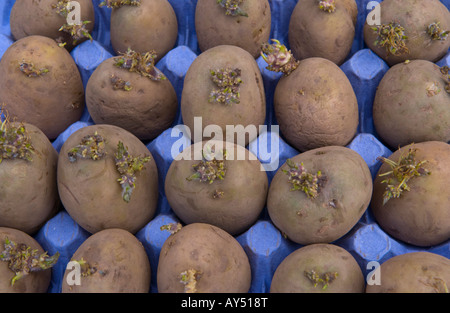 Maris Piper les plants de pommes de terre chitting dans un bac d'oeufs avant de les planter dans le jardin de légumes Banque D'Images