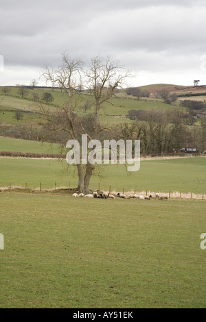 Le paysage rural autour du village de Glanton dans le Northumberland, en Angleterre. Banque D'Images