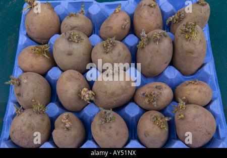 Maris Piper les plants de pommes de terre chitting dans un bac d'oeufs avant de les planter dans le jardin de légumes Banque D'Images