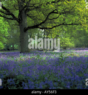 Les arbres de chêne et bois Bluebell Hampshire Angleterre Banque D'Images