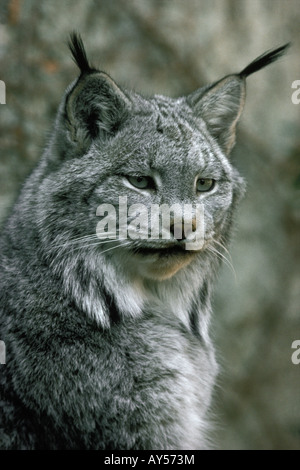 Adultes en captivité ou le Lynx du Canada, le Colorado-NOUS Banque D'Images