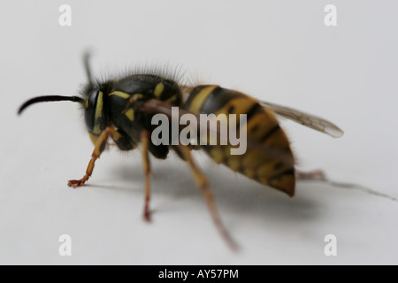 Wasp de ramper sur la surface blanche et jaune montrant des marques noires et la forme Banque D'Images