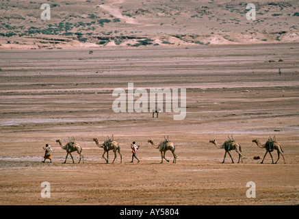 À Djibouti une famille avec des chameaux produit à travers un paysage désertique Banque D'Images
