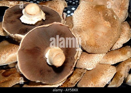 London Borough Market , affichage blocage de beaux champignons portabello dessus plat frais également connu sous le nom de portabella Banque D'Images