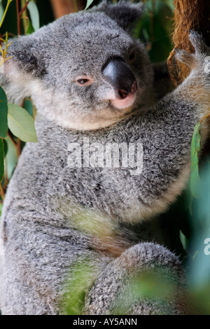 Mignon et câlin Koala dans un gum tree Banque D'Images