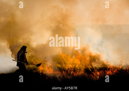 Homme Moorsholm Gravure Heather Moor North York Moors National Park Yorkshire Angleterre Banque D'Images