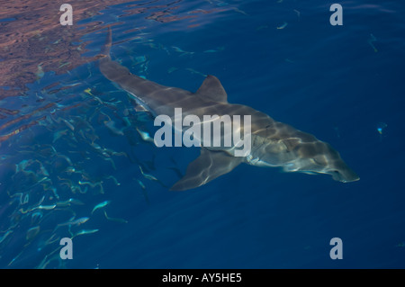 Grand requin blanc juste en dessous de la surface de l'eau avec un banc de poissons, l'île de Guadalupe, Mexique Banque D'Images