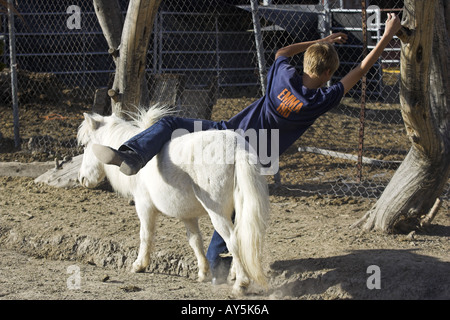 Jeune garçon tomber d'un cheval blanc miniature Banque D'Images