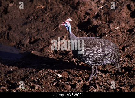 Oiseau, animal, faune, chouette de Guinée africaine, Numida meleagris, Oiseaux de gibier d'Afrique, debout près de l'eau, habitation au sol, plumes tachetées Banque D'Images