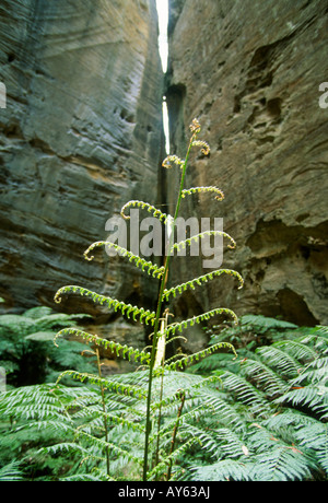 1097 Carnarvon Gorge Queensland Australie Photo c Simon Grosset Banque D'Images