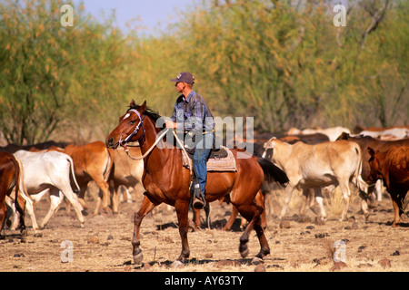 Territoire du Nord Australie rassemblant les bovins avec un hélicoptère chevaux et motos Banque D'Images