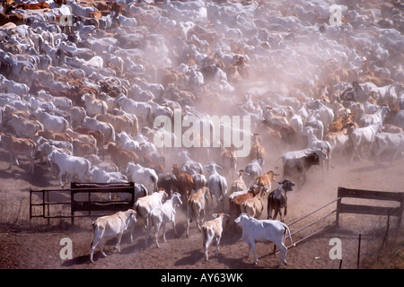 Territoire du Nord Australie rassemblant les bovins avec un hélicoptère chevaux et motos Banque D'Images