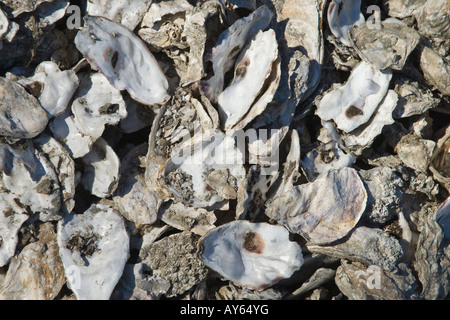 Coquilles d’huîtres. Banque D'Images