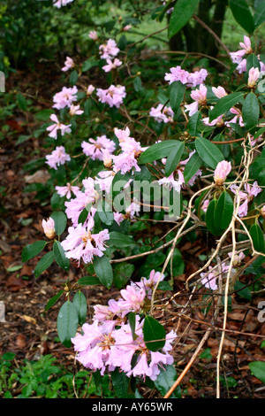 RHODODENDRON RUBIGINOSUM Banque D'Images