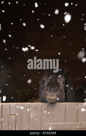 Pony à plus de stabilité porte par la neige qui tombe en flocons Banque D'Images