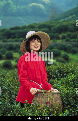 Hangzhou tea farm Banque D'Images