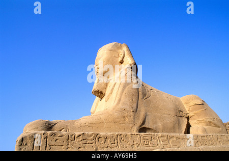Egypte Vallée du Nil Louxor temple allée des Sphinxs Banque D'Images
