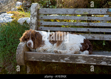 Chien dormir sur un banc de parc en d'Exmoor, village Withypool Banque D'Images